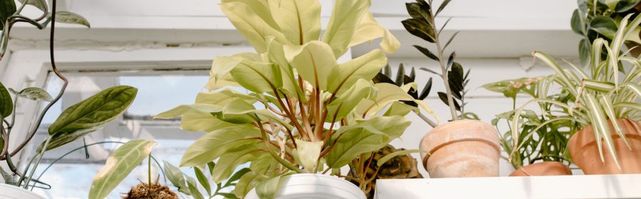 The Best Low-Maintenance Plants For Busy Homeowners