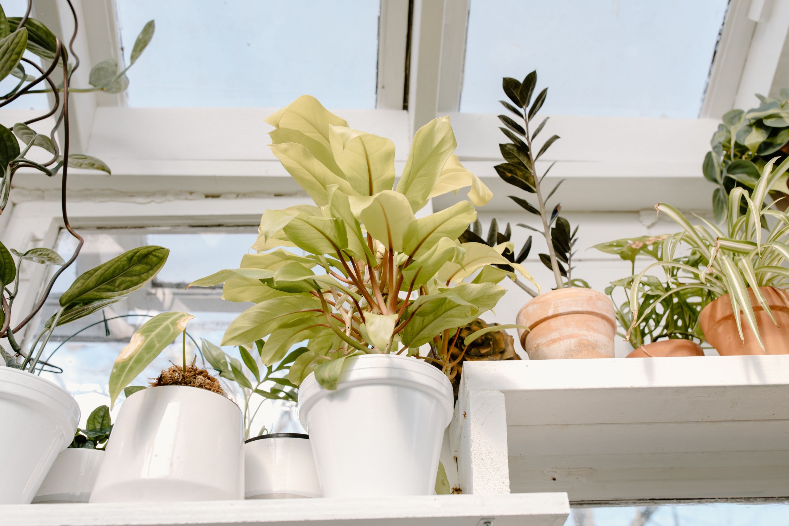 The Best Low-Maintenance Plants For Busy Homeowners