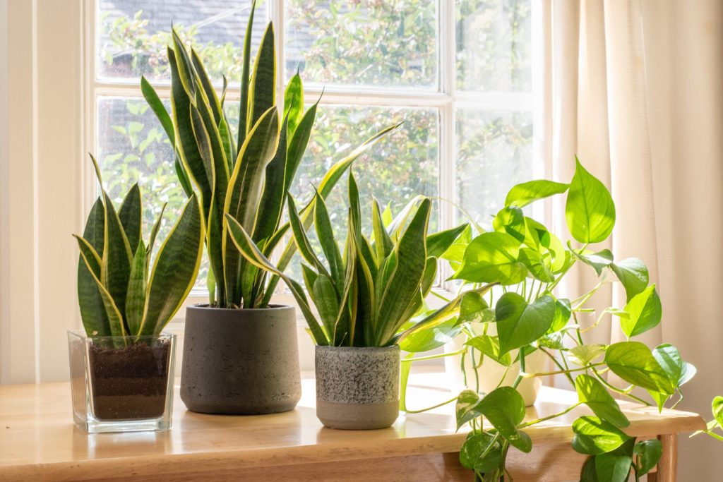 Snake Plant (Sansevieria)